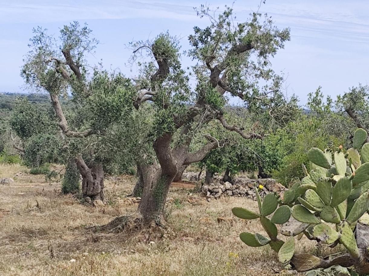 Casa Mirabilis 44 Βίλα Ostuni Εξωτερικό φωτογραφία